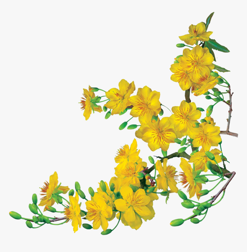 Hoa Mai Png, Transparent Png, Free Download
