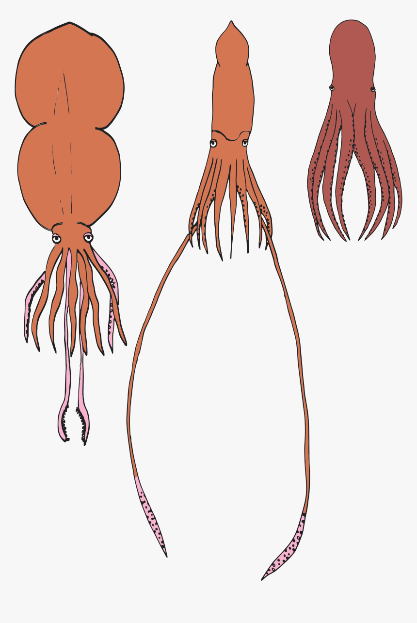 Drawings Of A Colossal Squid, Giant Squid, And Giant, HD Png Download, Free Download