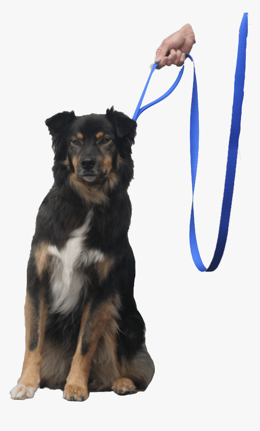 Quick Halt Leash Dog Bebopusa Pet Leashes, HD Png Download, Free Download