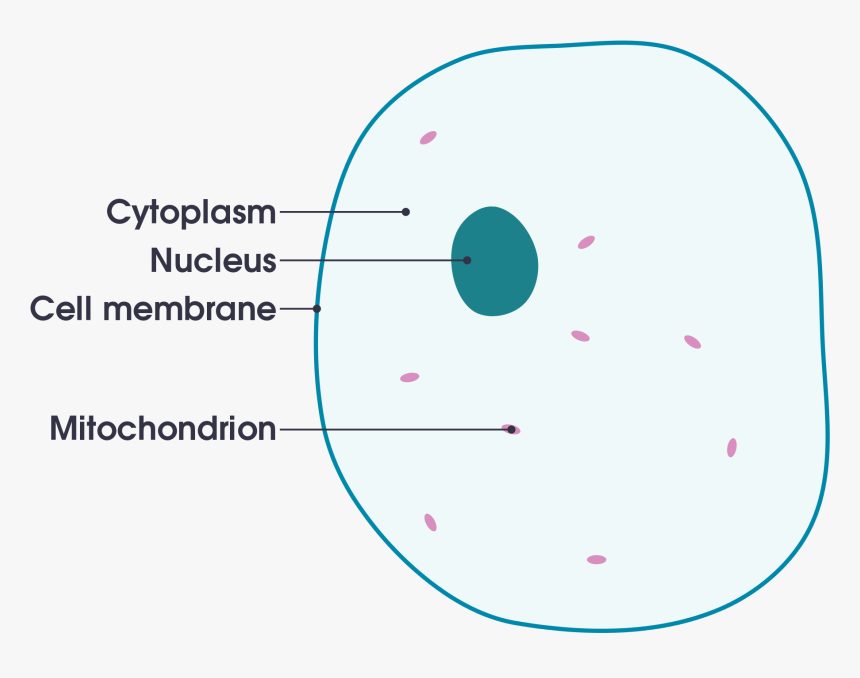 Animal Cell Png, Transparent Png, Free Download