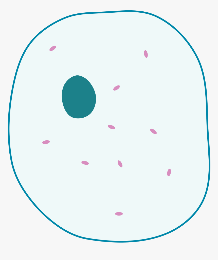 Animal Cell Png, Transparent Png, Free Download