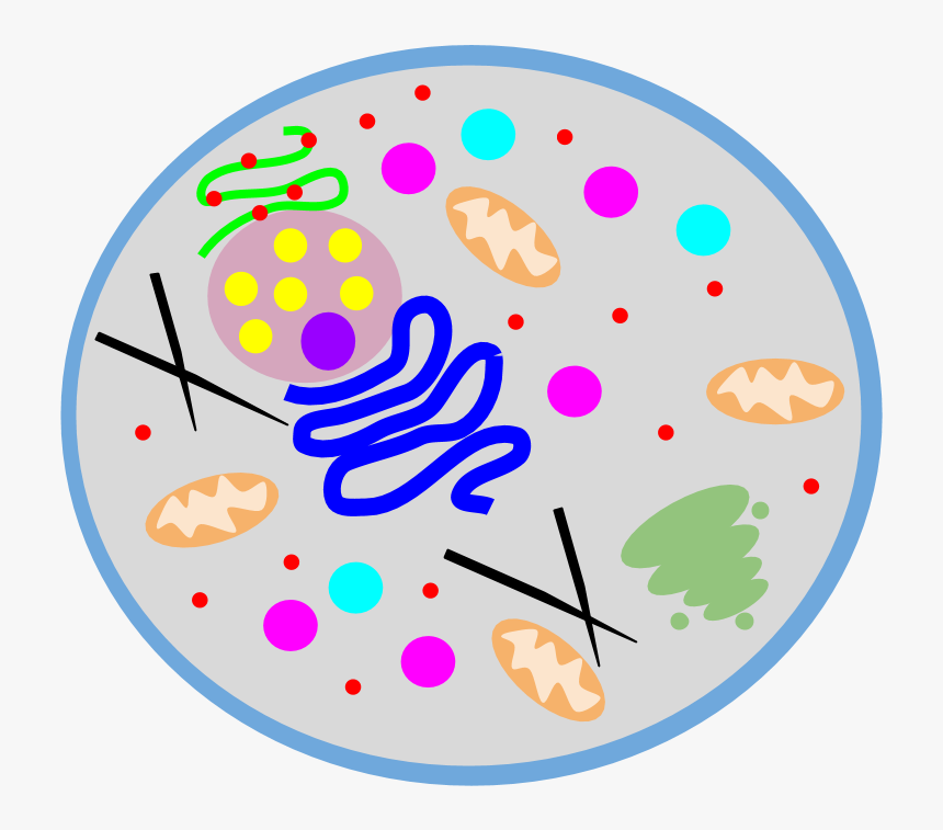 Animal Cell Png, Transparent Png, Free Download