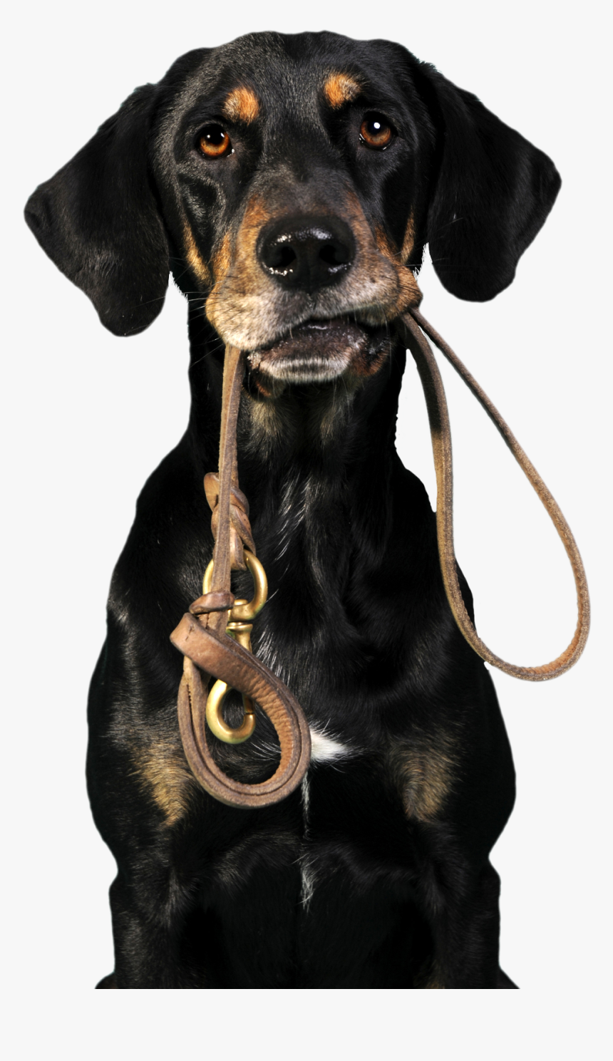 Dog Leash Png, Transparent Png, Free Download