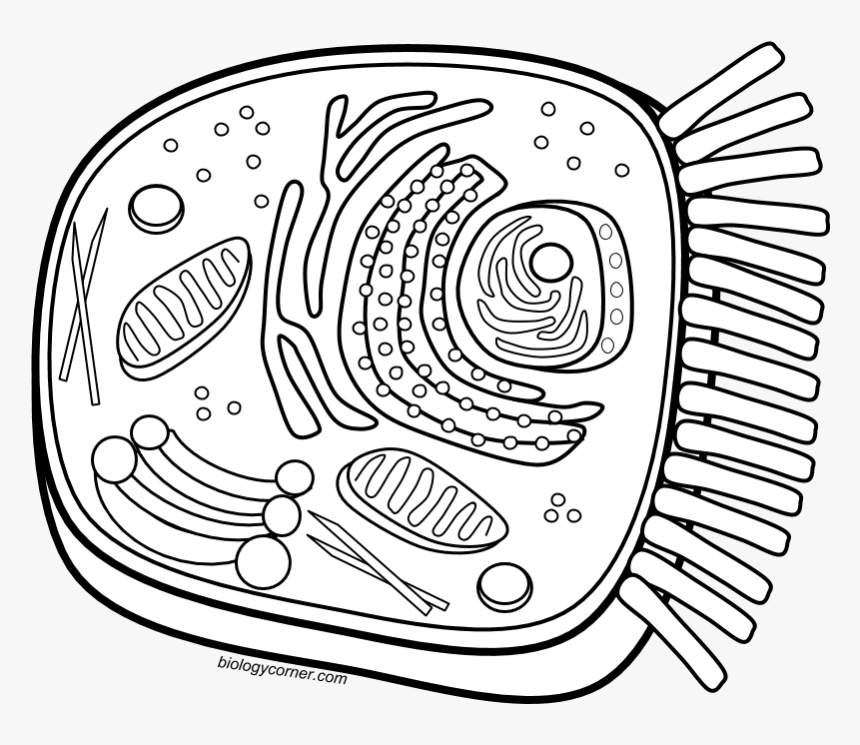 Animal Cell Png, Transparent Png, Free Download