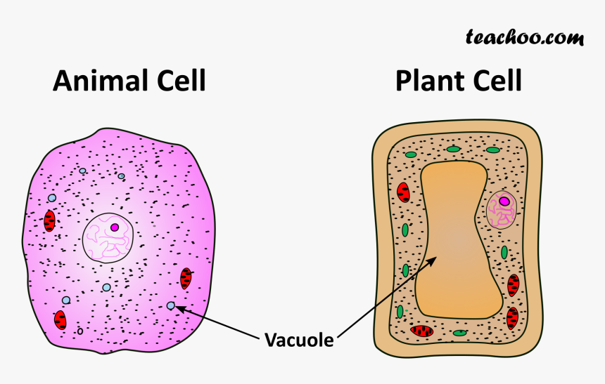 Both Plant And Animal Cell, HD Png Download, Free Download