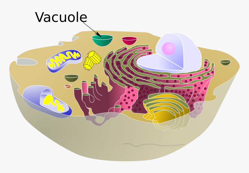 Animal Cell Png, Transparent Png, Free Download