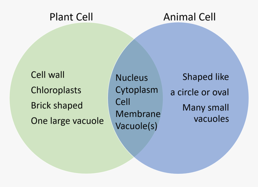 Transparent Animal Cell Png, Png Download, Free Download