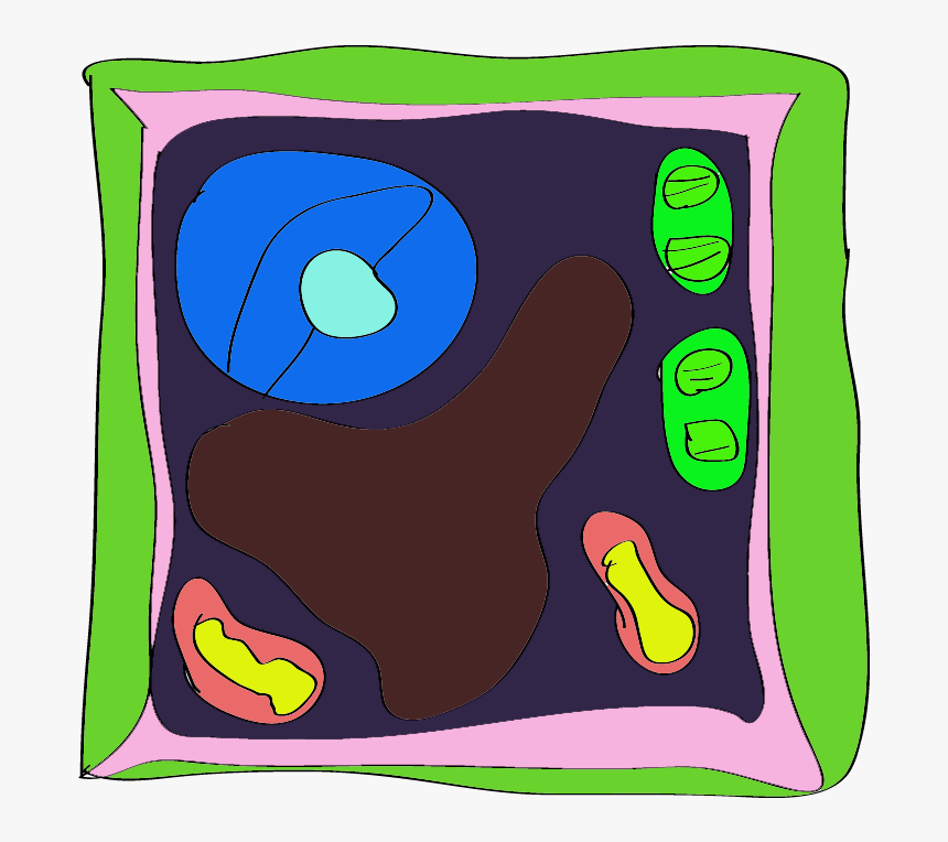 Plant Cell Unlabeled Background 1 Hd Wallpapers, HD Png Download - kindpng