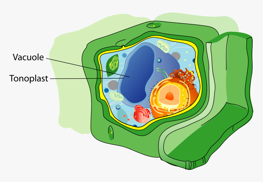 Animal Cell Png, Transparent Png, Free Download