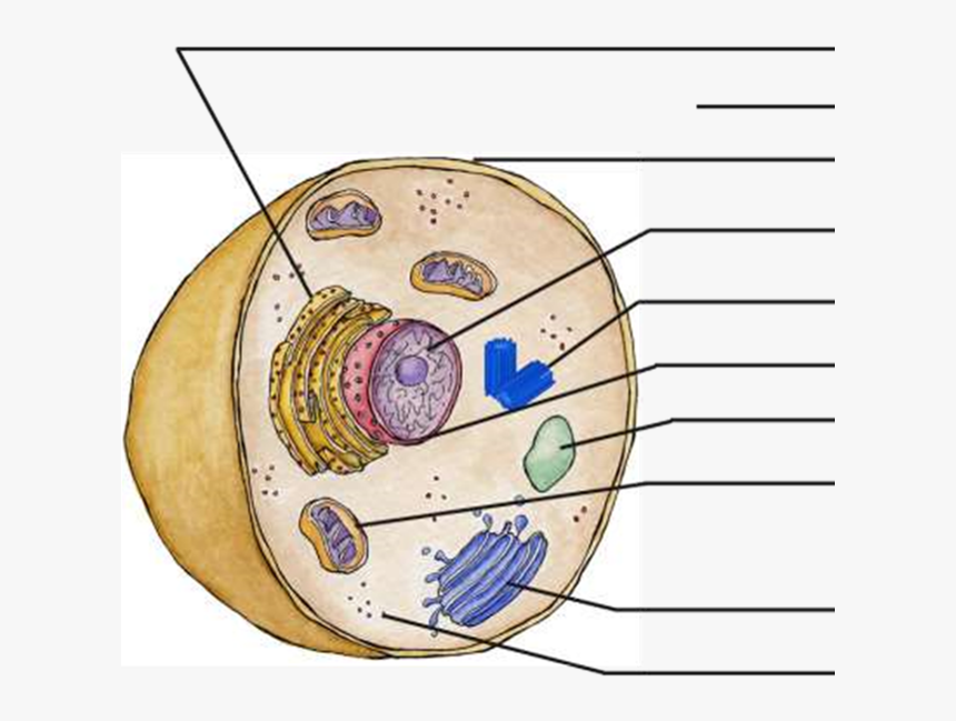 Animal Cell Png, Transparent Png, Free Download