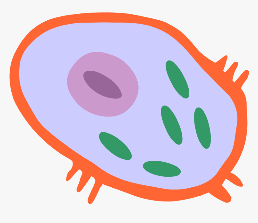 Human Cell Png, Transparent Png, Free Download