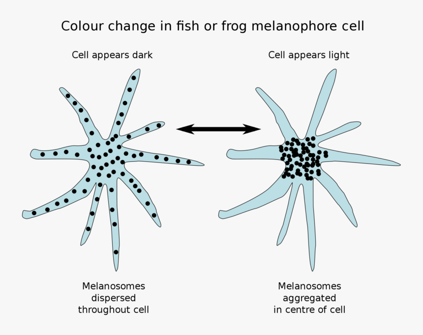 Animal Cell Png, Transparent Png, Free Download