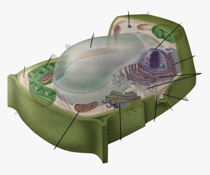 Animal Cell Png, Transparent Png, Free Download