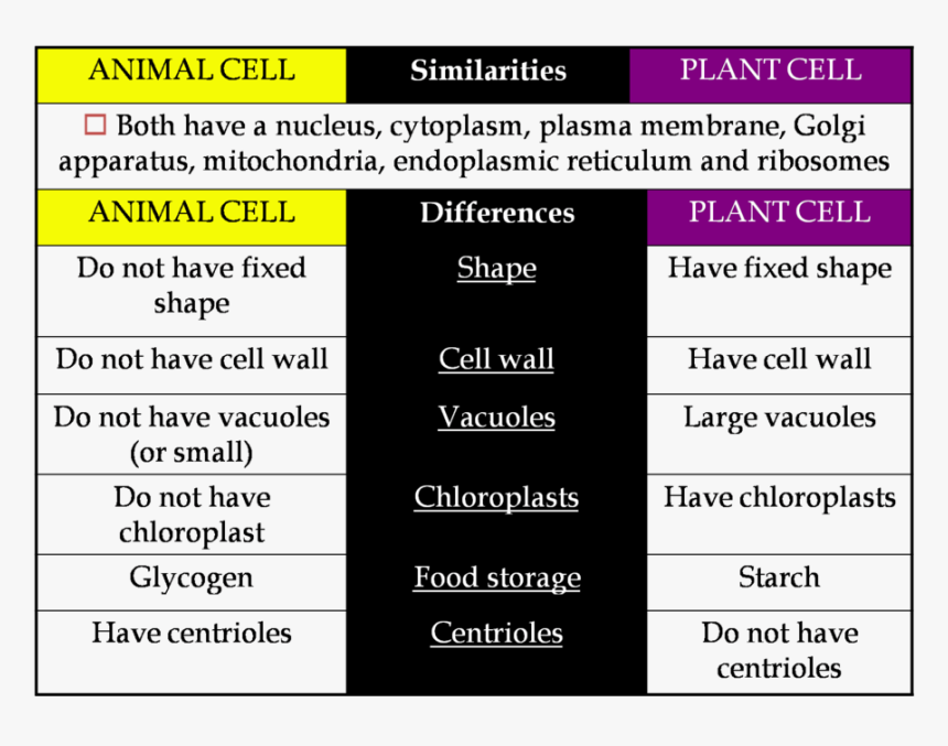 Transparent Plant Cell Clipart, HD Png Download, Free Download