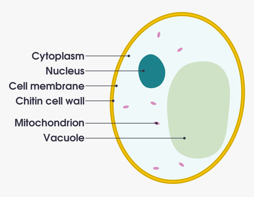 Animal Cell Diagram Gcse , Png Download, Transparent Png, Free Download