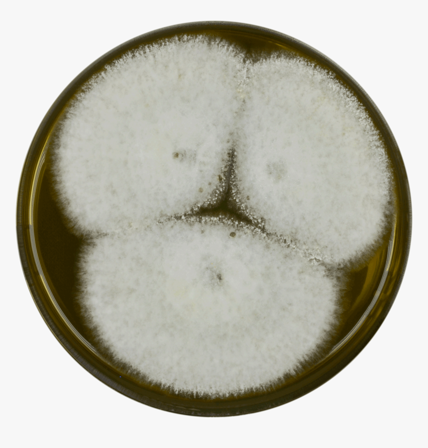 Aspergillus Alliaceus Meaox, HD Png Download, Free Download