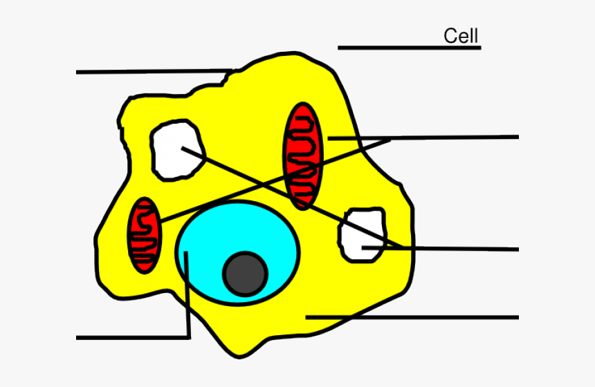 Animal Cell Easy, HD Png Download, Free Download