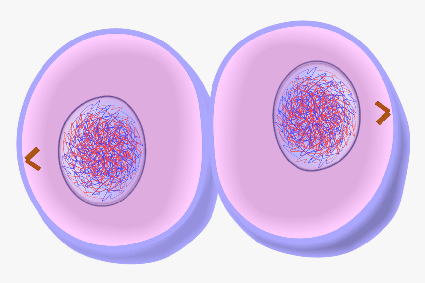 Animal Cell Png, Transparent Png, Free Download