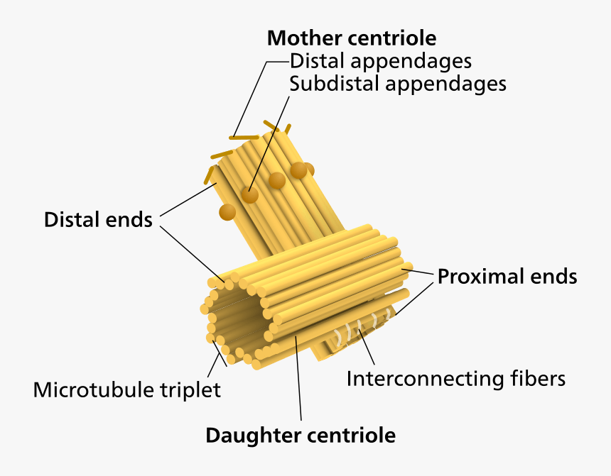 Animal Cell Png, Transparent Png, Free Download