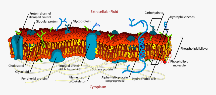 Animal Cell Png, Transparent Png, Free Download