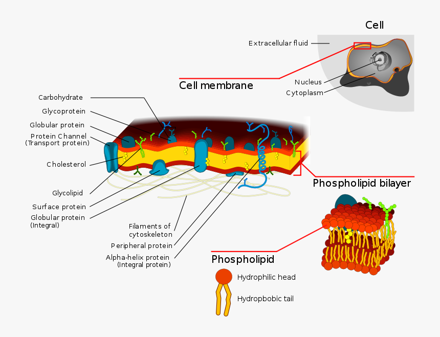 Transparent Animal Cell Clipart, HD Png Download, Free Download