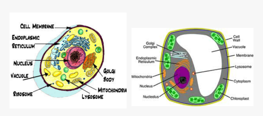 Transparent Vacuole Clipart, HD Png Download, Free Download