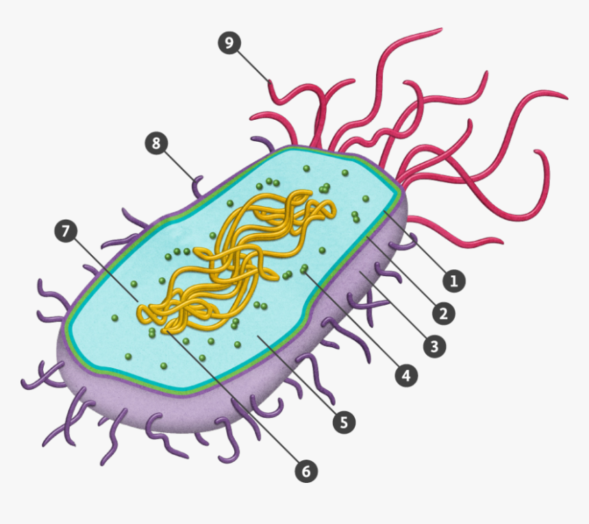 Строение прокариотической бактериальной клетки. Строение бактериальной клетки прокариот. Строение клетки прокариот бактерии. Прокариотическая бактериальная клетка строение.