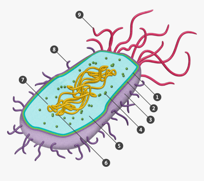 Animal Cell Png, Transparent Png, Free Download