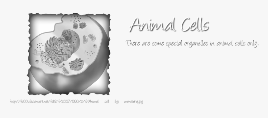 Animal Cell Png, Transparent Png, Free Download
