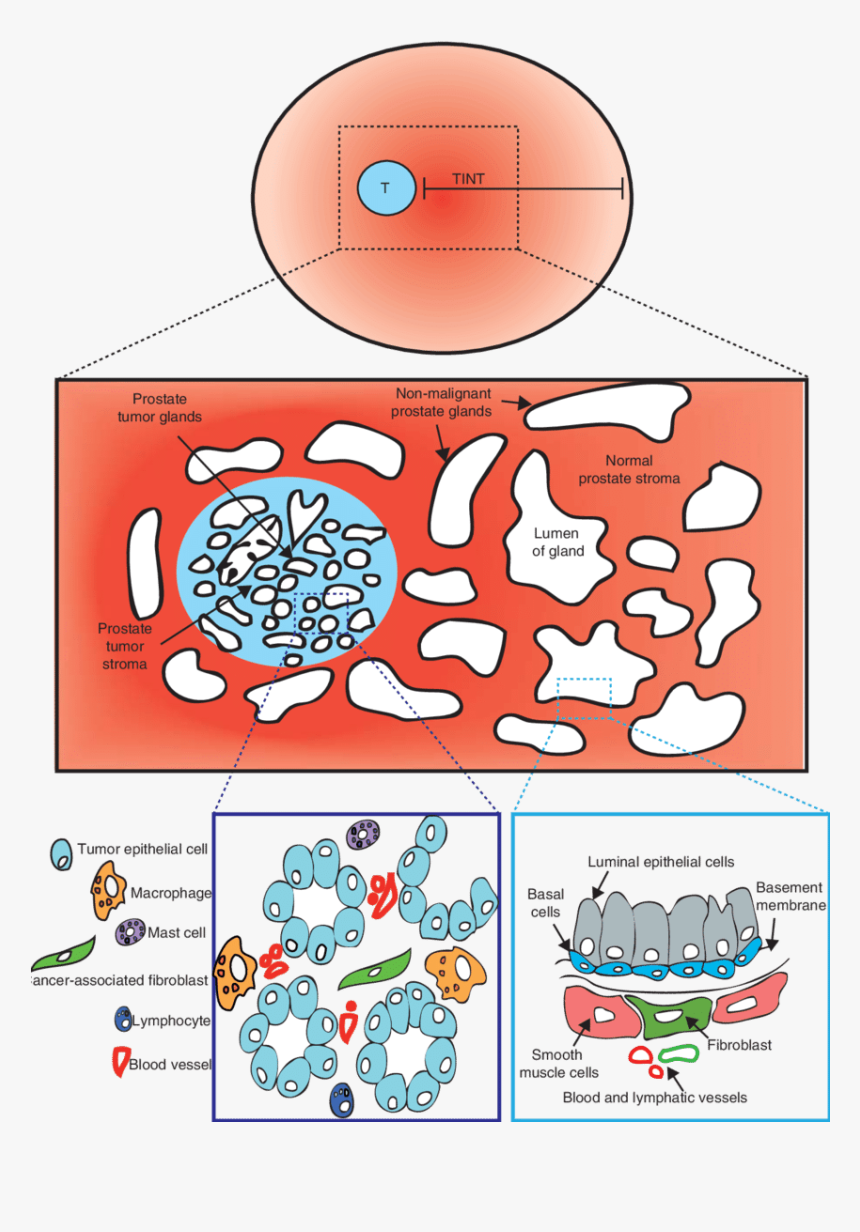 Transparent Animal Cell Clipart, HD Png Download, Free Download