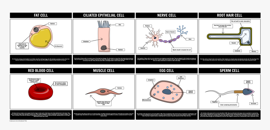 Clip Art Cell Wall Meme, HD Png Download, Free Download