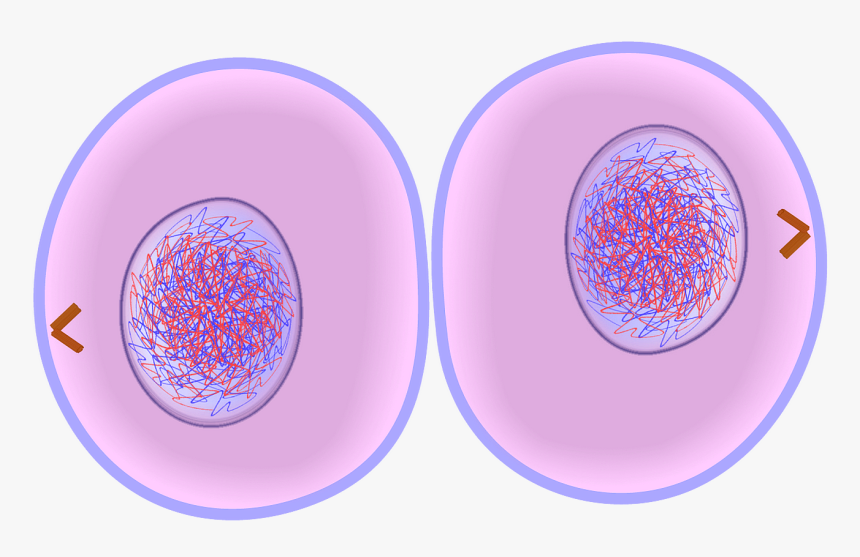 Animal Cell Png, Transparent Png, Free Download