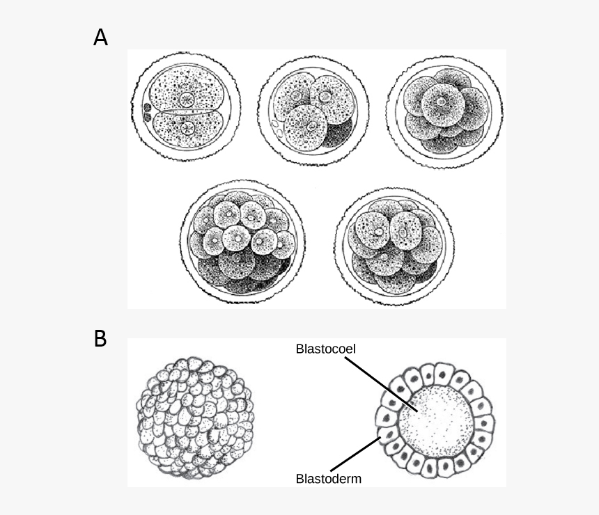 Animal Cell Png, Transparent Png, Free Download