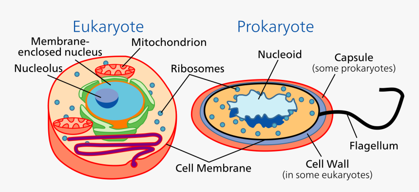 Animal Cell Png, Transparent Png, Free Download