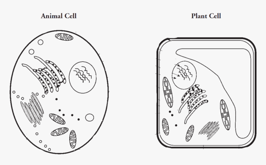 Animal Cell Png, Transparent Png, Free Download