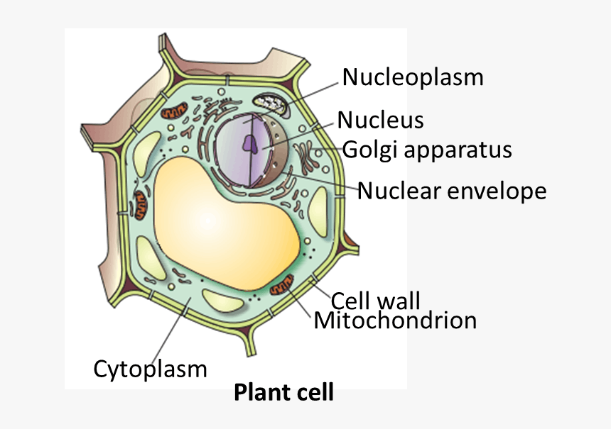 Result For Plant Cell, HD Png Download, Free Download