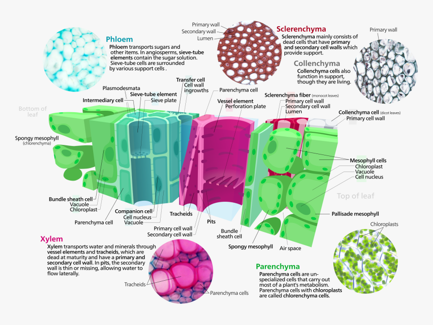 Difference Between Animal Tissue And Plant Tissue, HD Png Download, Free Download