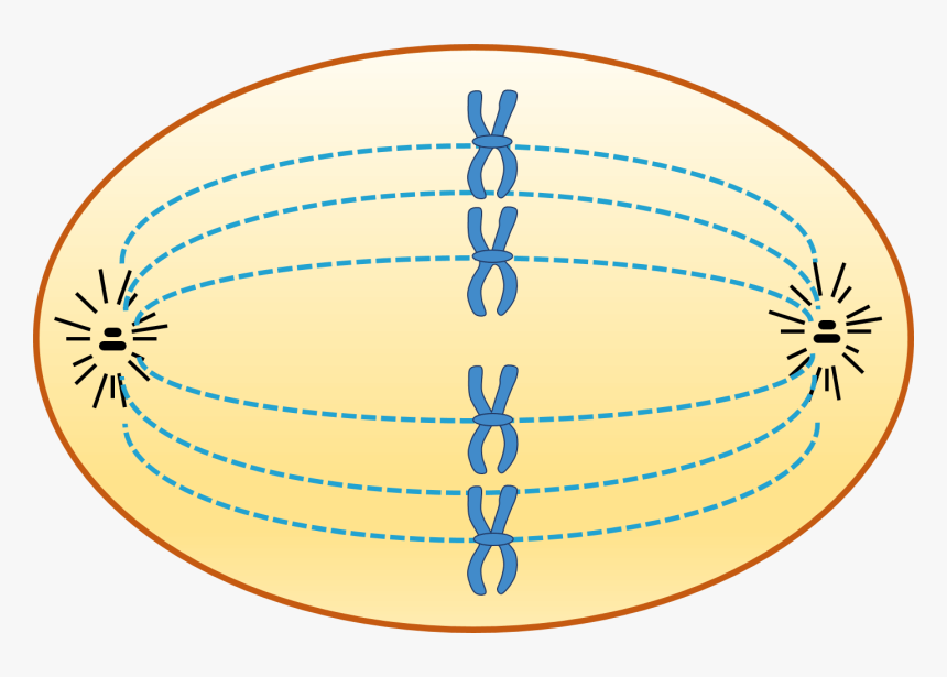 Animal Cell In Metaphase, HD Png Download, Free Download