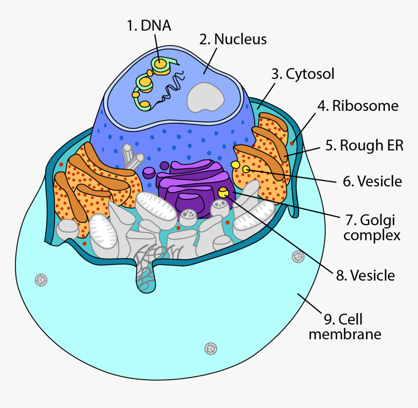 Animal Cell Png, Transparent Png, Free Download