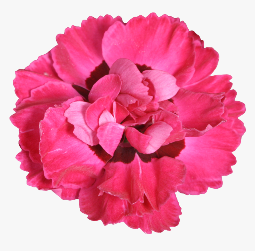 Dianthus, HD Png Download, Free Download