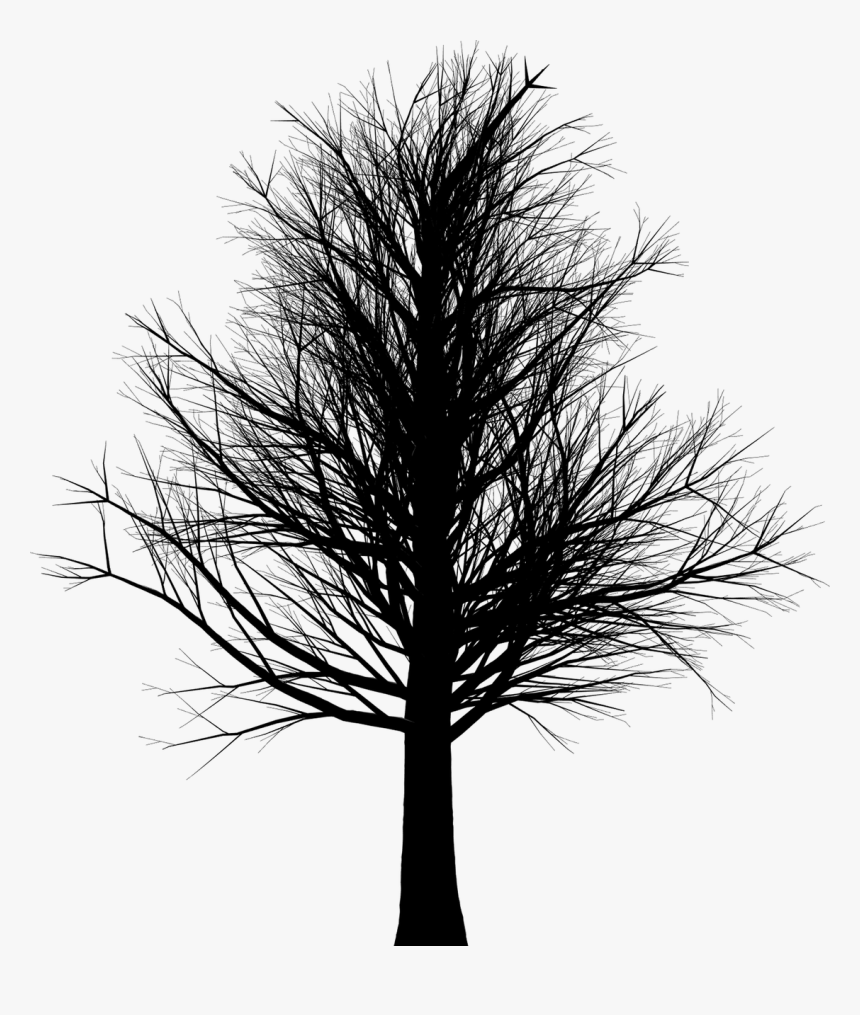 Leafless Tree Png, Transparent Png, Free Download