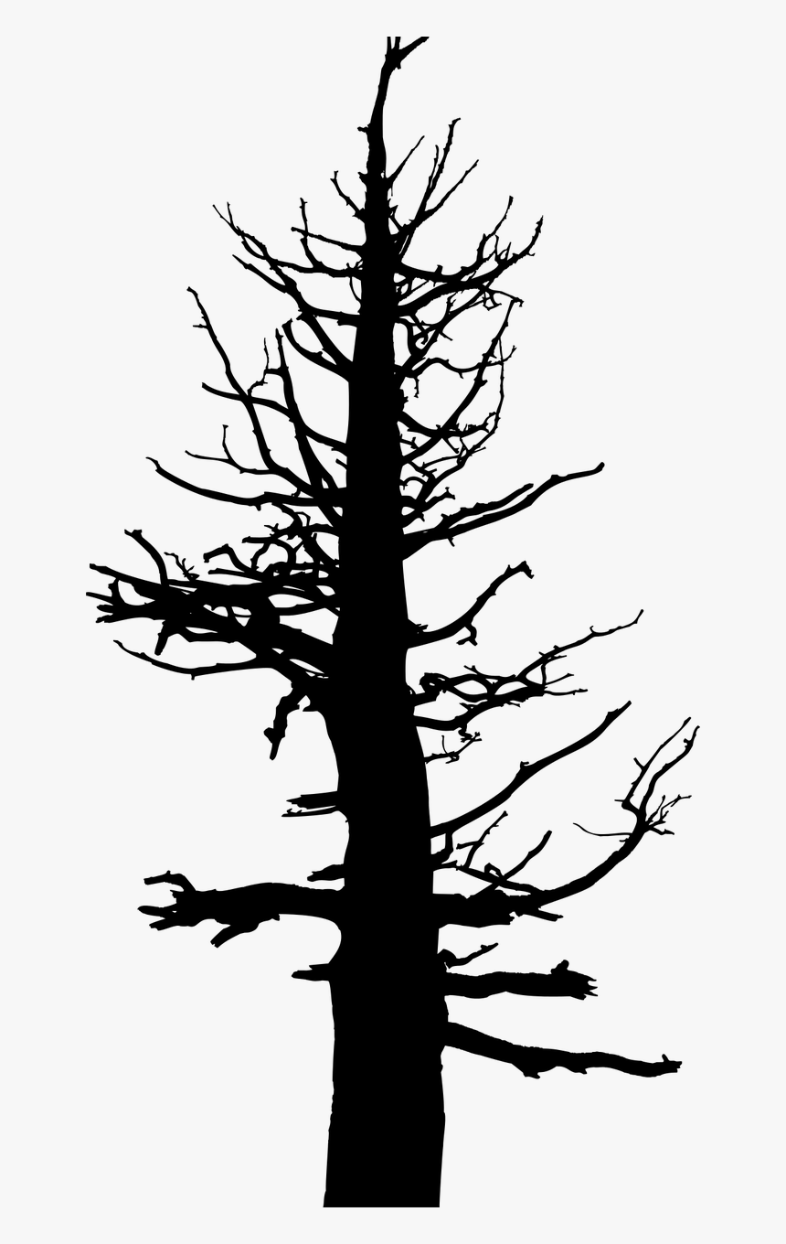 Leafless Tree Png, Transparent Png, Free Download