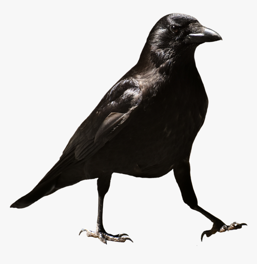 Common Raven Raven Raven Bird Free Photo, HD Png Download, Free Download