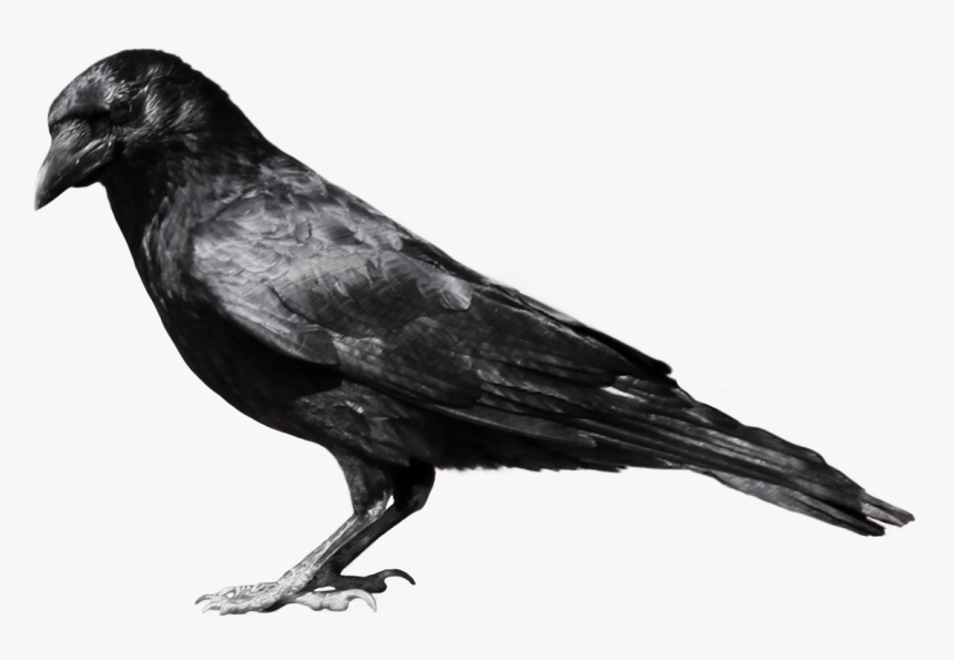 Raven Feather Png, Transparent Png, Free Download