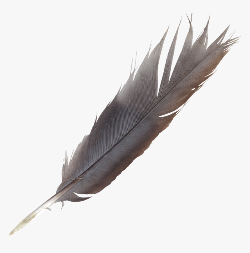 Bird Feather Quill Wing, HD Png Download, Free Download