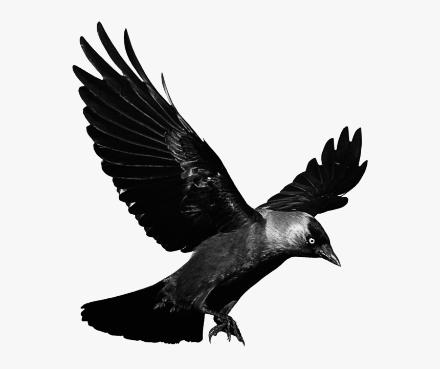 #mq #black #raven #bird #birds, HD Png Download, Free Download