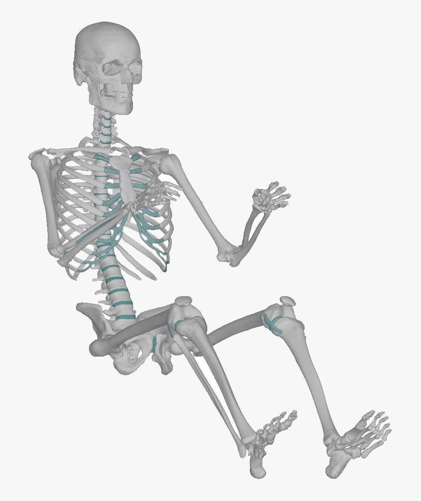 Transparent Skeletal System Png, Png Download, Free Download