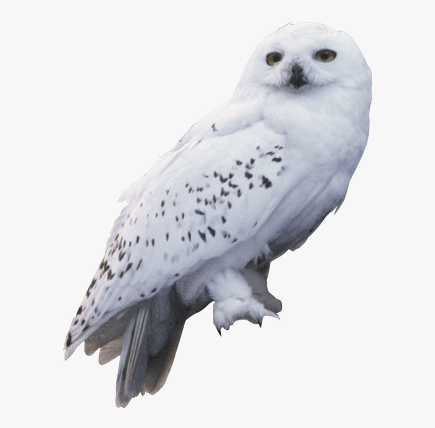 Clip Art Harry Potter Owl, HD Png Download, Free Download