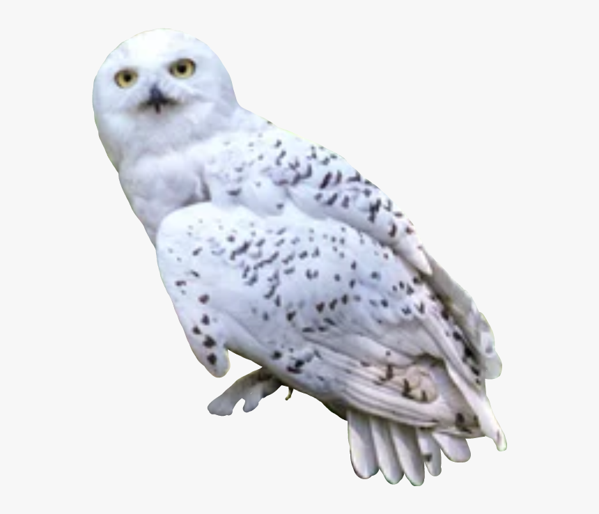 #harrypotter #hedwig #owl, HD Png Download, Free Download