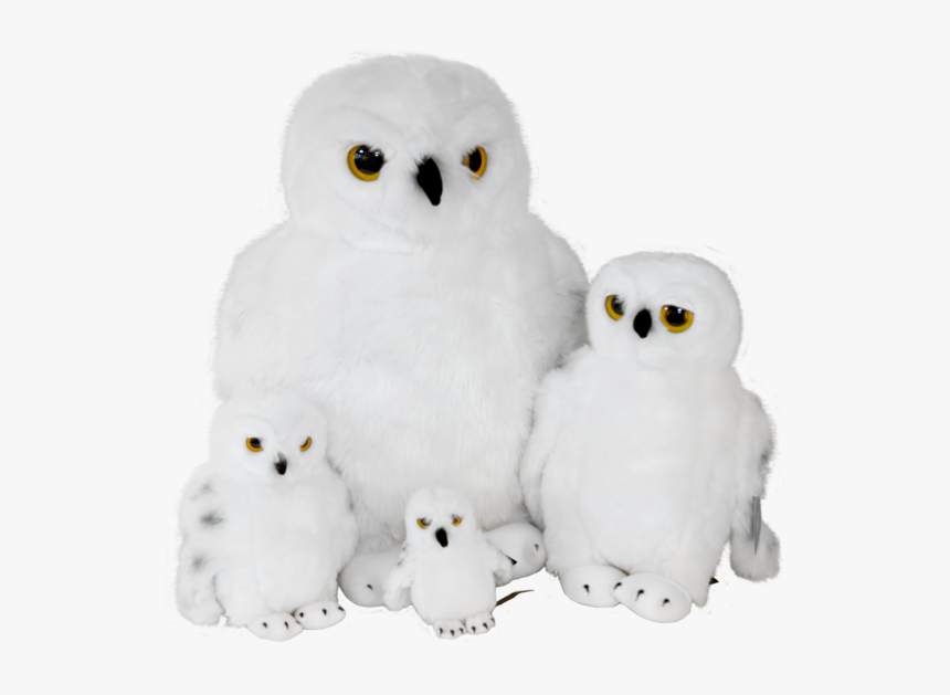 Hedwig Png, Transparent Png, Free Download